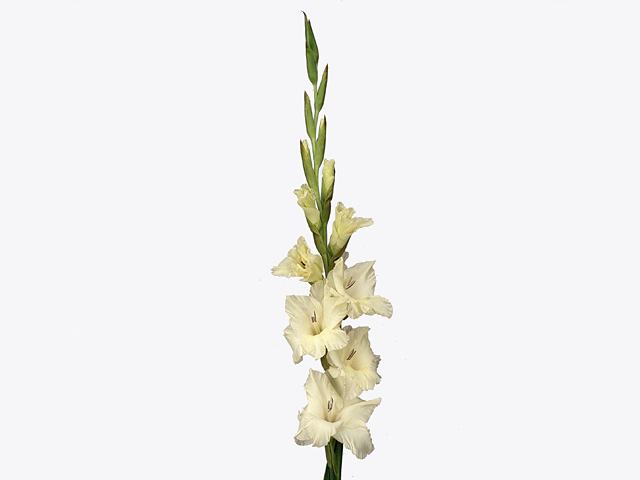 Гладиолус крупноцветковый "Ivory Priscilla"