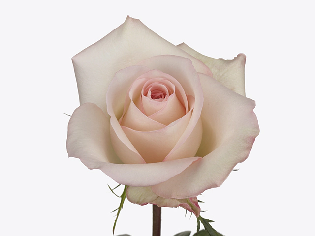 Роза крупноцветковая "Krea Bicolor 008"