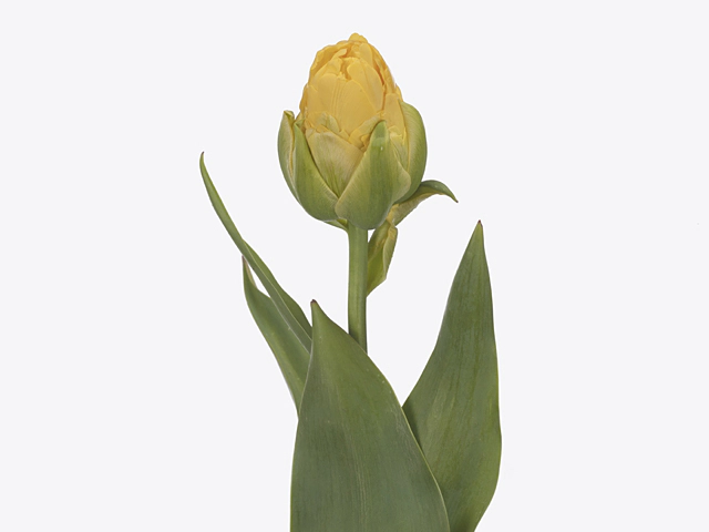 Tulipa (Double Late Grp) Vanilla Coup