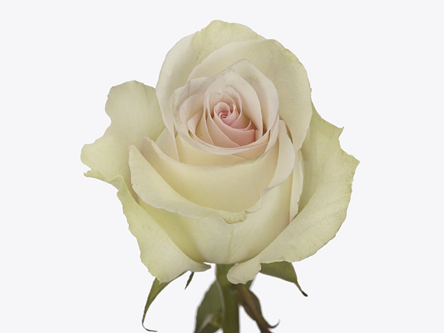 Роза крупноцветковая "Ragazza"