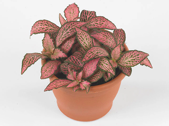 Fittonia Mosaic Pink Forest Flame
