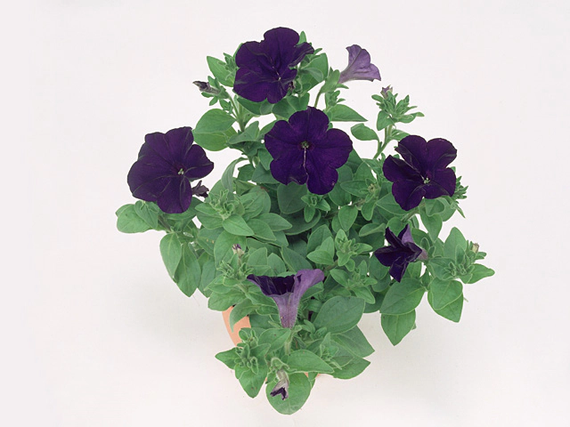 Петуния "Flowerfalls Evening Blue"