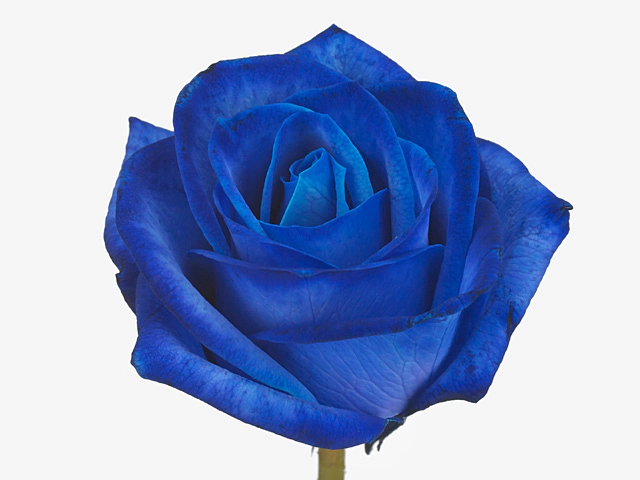 Роза крупноцветковая "Vendela colour treated H%"