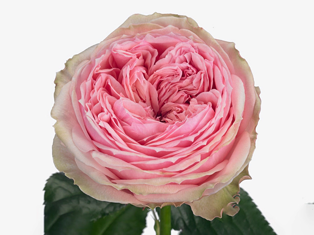 Rosa large flowered Pride Of Jane