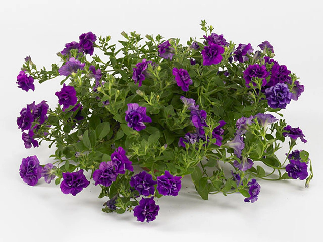 Petunia Sweet Sunshine Dark Violet
