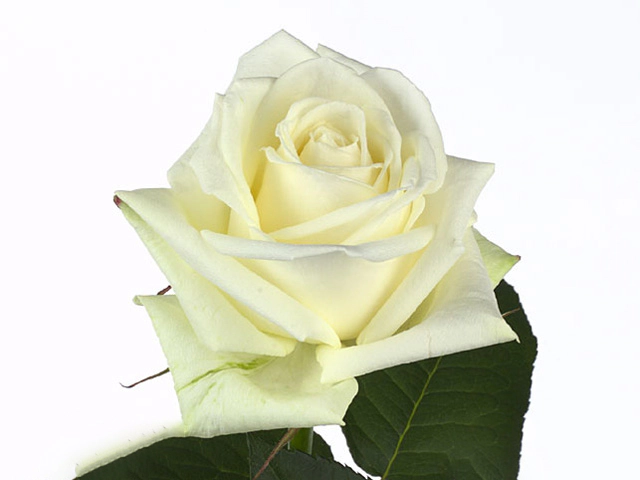 Роза крупноцветковая "Boeing"