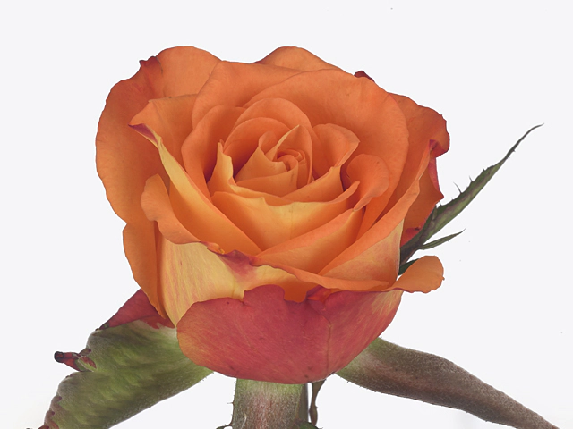Роза крупноцветковая "Careless Whisper"