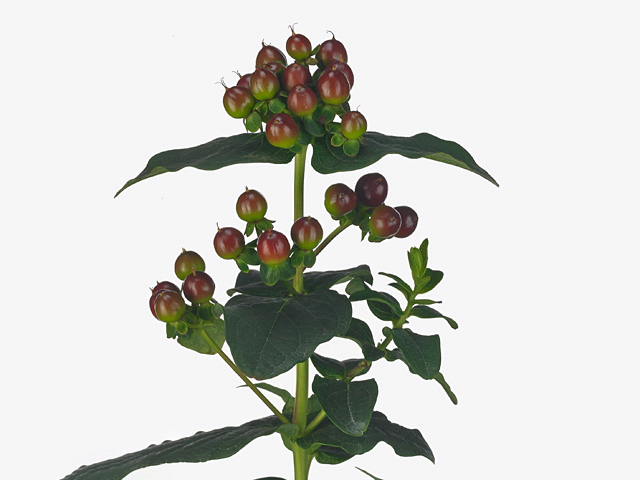 Hypericum androsaemum Elaine Classic