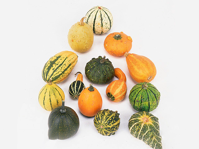 Showfruits a piece Cucurbita pepo mixed