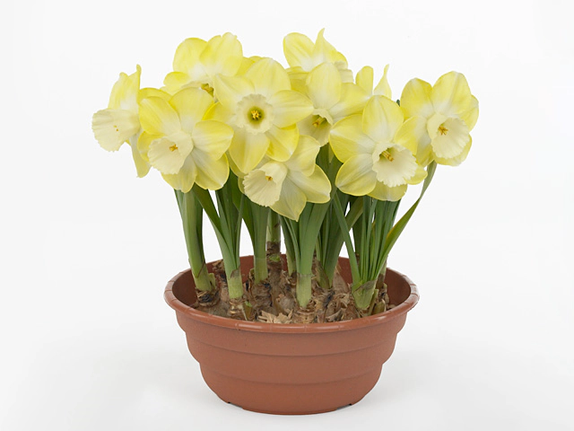 Narcissus (Large-cupped Grp) 'Avalon'