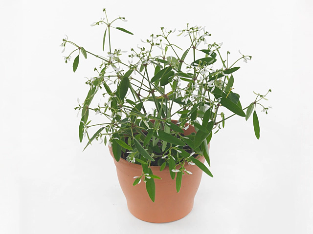 Euphorbia graminea 'Glitz'