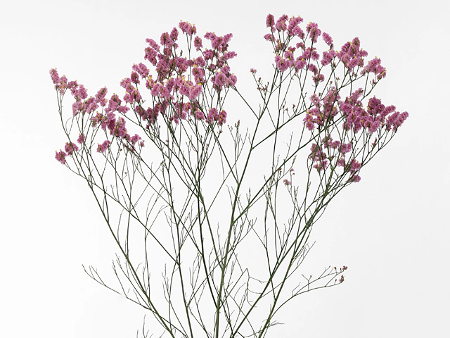 Limonium sinense Porto Diamond