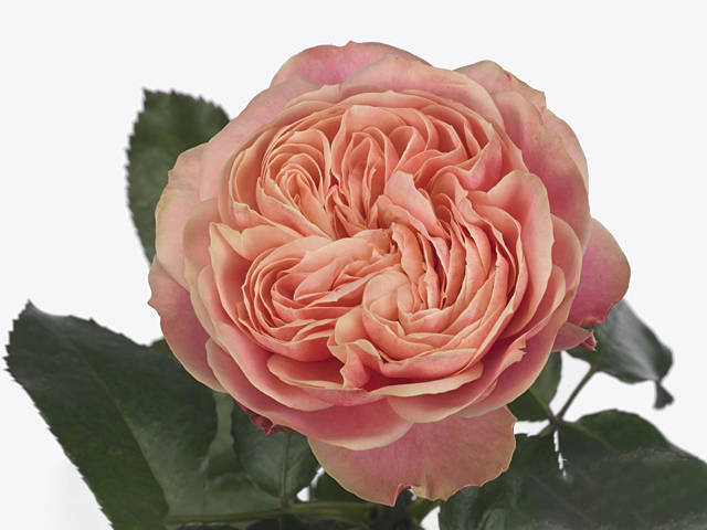 Роза крупноцветковая "Victorian Classic@"