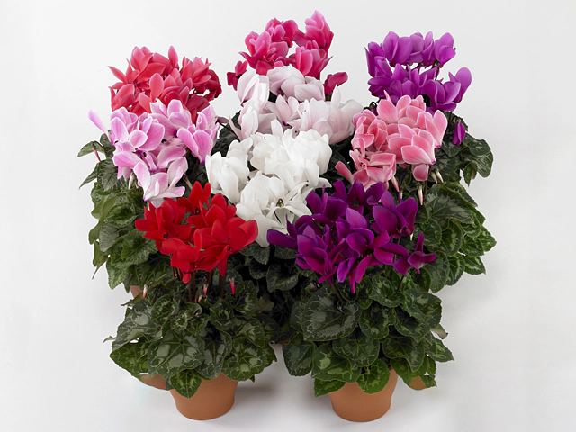 Cyclamen persicum large flowered Swan Classic