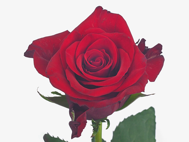Роза крупноцветковая "Scandal"