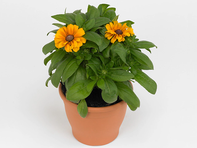 Rudbeckia hirta Tiger Eye Gold