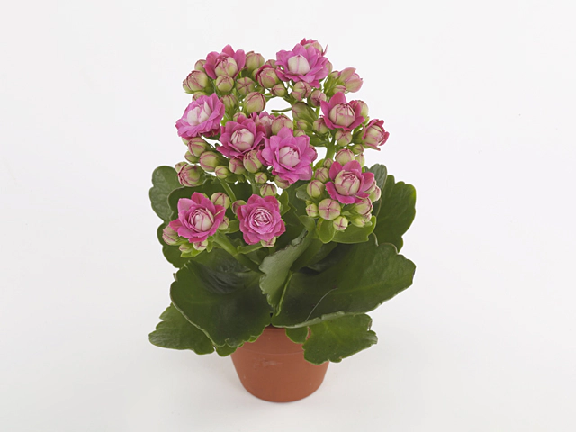 Kalanchoe double More Flowers Adelaide