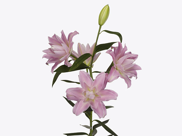 Lilium (Oriental Grp) double 'Lotus Breeze'