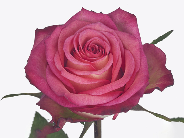 Rosa large flowered Imagination@