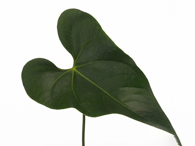Anthurium (Andreanum Grp) 'Grace' (leaf)