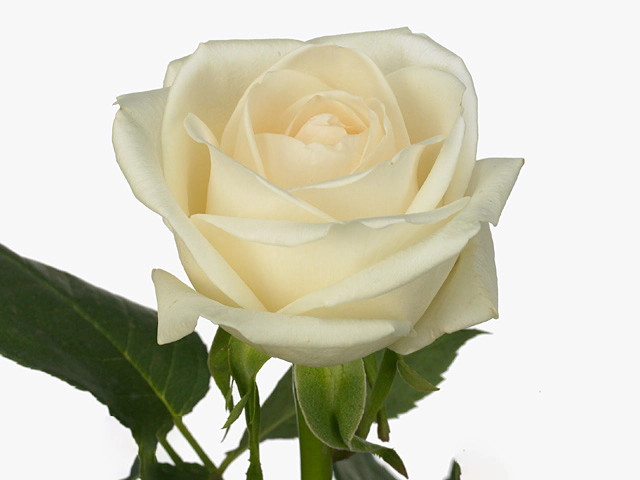 Роза крупноцветковая "Nordia!"