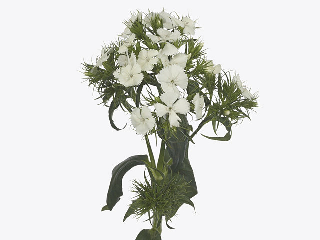 Dianthus barbatus Barcelona White