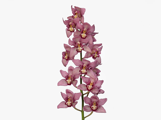 Cymbidium large flowered Rose Beauty 'Cynthia'