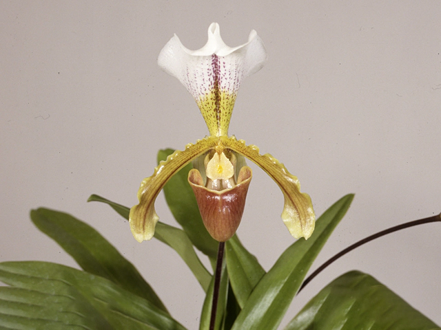 Paphiopedilum x leeanum