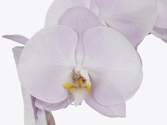 Phalaenopsis per flower Pink Pearl