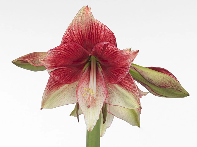 Hippeastrum (Galaxy Grp) 'Tosca'