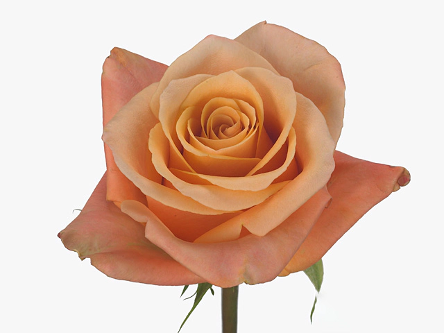 Роза крупноцветковая "Airforce"