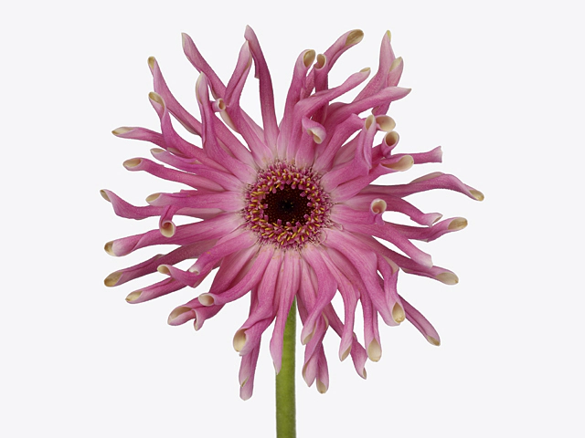 Gerbera large flowered curl-shaped Pastini Vittoria