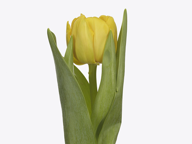 Tulipa (Double Early Grp) 'Yellow Diamond'