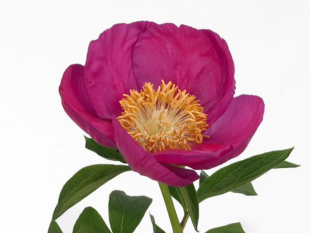 Paeonia (Herb. Hybrid Grp) 'Birthday'