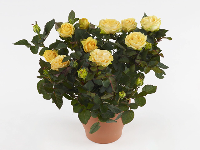Роза "Friesia Kordana Grande"