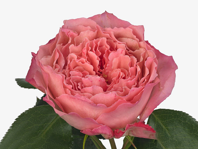 Rosa large flowered Mayra'S Rose Pink