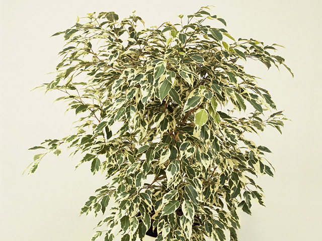 Ficus benjamina 'Starlight'