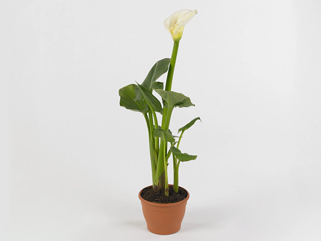 Zantedeschia aethiopica