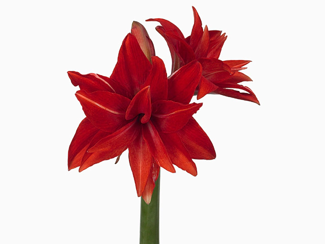 Hippeastrum (Double Galaxy Grp) 'Double Delicious'