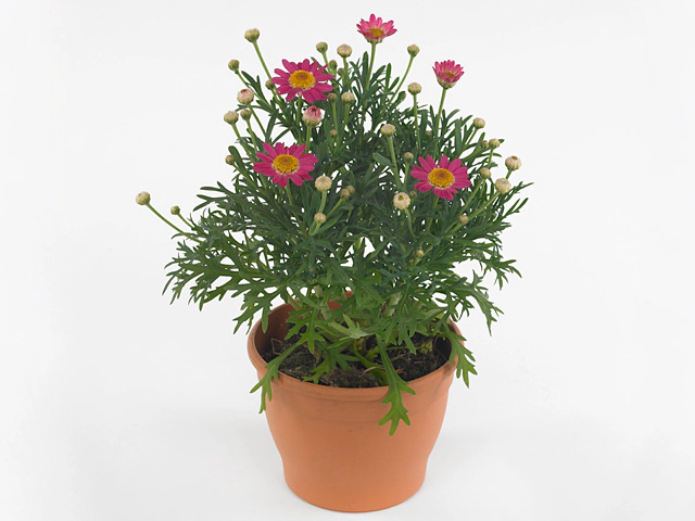 Argyranthemum frutescens La Rita Salmon Pink