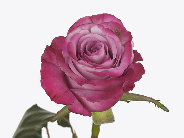 Rosa large flowered Selina