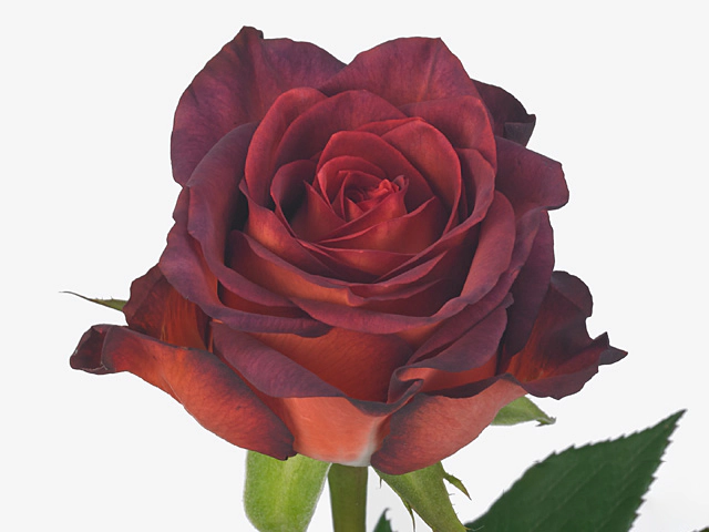 Роза крупноцветковая "Bizarre!"
