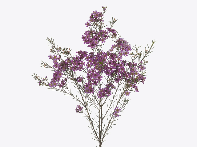 Chamelaucium uncinatum 'Royal Violet'