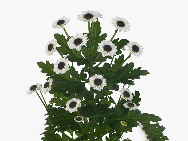 Chrysanthemum (Indicum Grp) spray santini Yin Yang