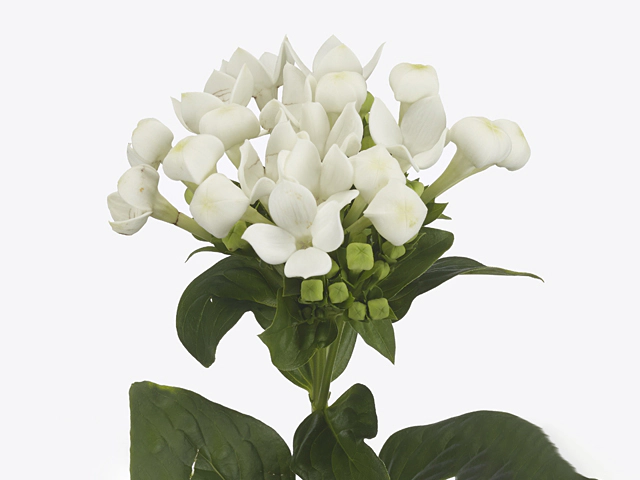 Bouvardia single flowered White Elegance