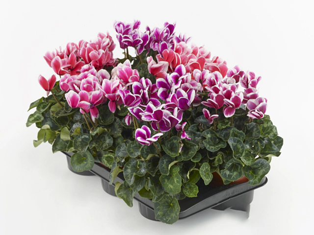 Cyclamen persicum large flowered Snowridge Maxi