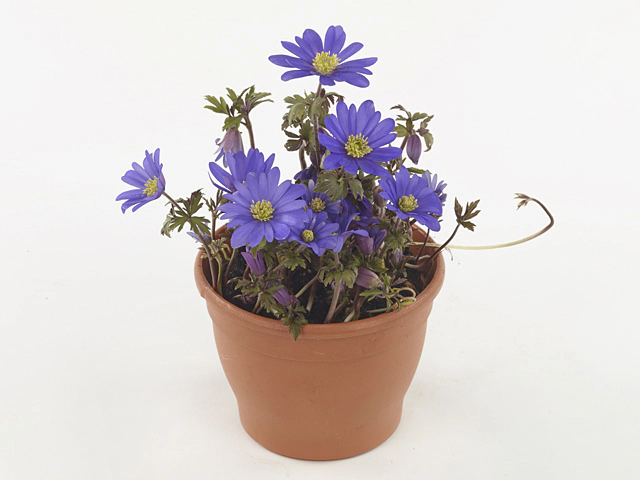 Anemone blanda