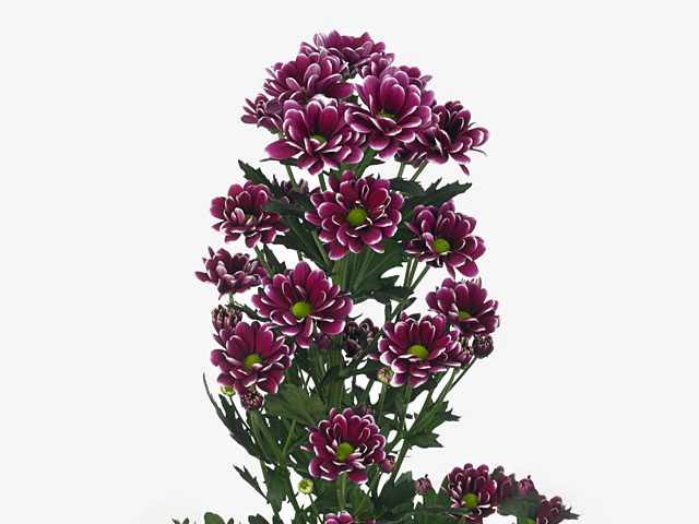 Chrysanthemum (Indicum Grp) spray Alamos