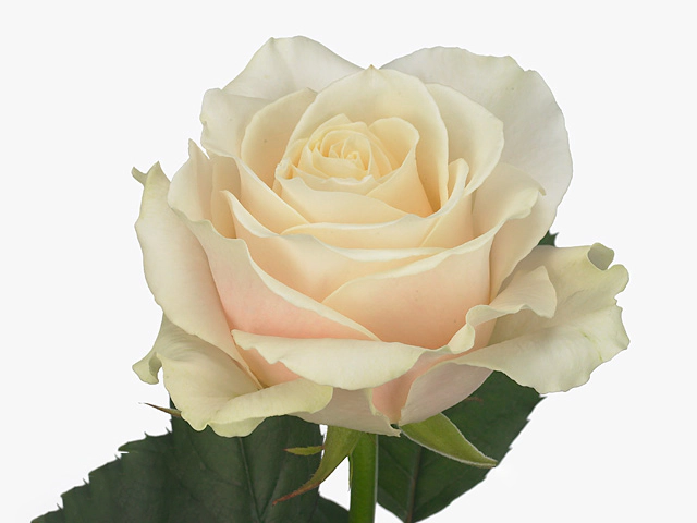 Rosa large flowered Charma