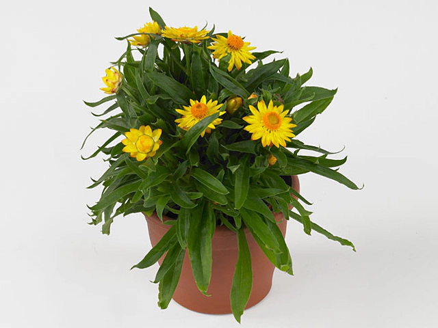 Xerochrysum Mohave Golden Yellow